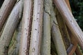 Walking palm roots, Socratea exorrhiza, Minas Gerais, Brazil