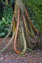 Walking palm roots, Socratea exorrhiza, Minas Gerais, Brazil