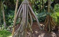 Walking palm roots, Socratea exorrhiza, Minas Gerais