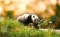 Walking panda, Sichuan Wolong, China