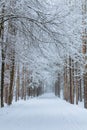 Park road at winter time Royalty Free Stock Photo