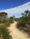 Walking path across grass and drought tolerant plants with blue Royalty Free Stock Photo