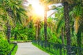 Walking path and alley of different palms in a tropical Mediterranean park
