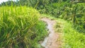 Walking path along rice terrace fields with beautiful blurred coconut palm in background, Ubud, Bali, Indonesia Royalty Free Stock Photo