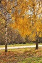 Walking path in autumn birch grove in Moscow, Russia Royalty Free Stock Photo