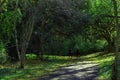 Walking a path in the autumn Royalty Free Stock Photo