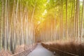 Walking path in Bamboo forest Arashiyama Kyoto Japan Royalty Free Stock Photo