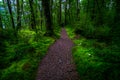 Walking path in a beautiful green nature with the trees covered with moss in the rainforest. I Royalty Free Stock Photo