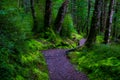 Walking path in a beautiful green nature with the trees covered with moss in the rainforest. I Royalty Free Stock Photo