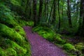 Walking path in a beautiful green nature with the trees covered with moss in the rainforest. I Royalty Free Stock Photo