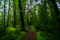 Walking path in a beautiful green nature with the trees covered with moss in the rainforest. I Royalty Free Stock Photo