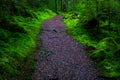 Walking path in a beautiful green nature with the trees covered with moss in the rainforest. I Royalty Free Stock Photo