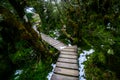 Walking path in a beautiful green nature with the trees covered with moss in the rainforest after snowing day. I Royalty Free Stock Photo