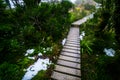 Walking path in a beautiful green nature with the trees covered with moss in the rainforest after snowing day. I Royalty Free Stock Photo