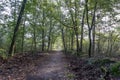 A walking path through the beautiful Sprieldersbos near Putten, Netherlands