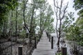 A walking path built as a wooden bridge for viewing a large mangrove forest at Khung Kraben Bay, Chanthaburi Province Royalty Free Stock Photo