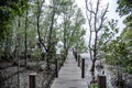 A walking path built as a wooden bridge for viewing a large mangrove forest at Khung Kraben Bay, Chanthaburi Province