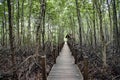 A walking path built as a wooden bridge for viewing a large mangrove forest at Khung Kraben Bay, Chanthaburi Province