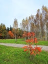 Path and colorful autumn trees, Lithuania Royalty Free Stock Photo