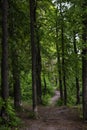 Walking path in the coniferous-deciduous forest Royalty Free Stock Photo
