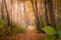 Walking path covered with fallen leaves Royalty Free Stock Photo