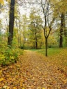 Path covered with leaves in forest, autumn season Royalty Free Stock Photo