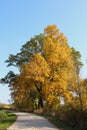 A walking path and fall landscape with a variety of trees, shrubs and tall grasses at Hastings Forest Preserve in Volo, Illinois Royalty Free Stock Photo