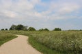 A walking path through a field of wildflowers at Ethel`s Woods Forest Preserve in Antioch, Illinois Royalty Free Stock Photo