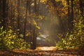 Walking path in forest with beautiful sunbeams Royalty Free Stock Photo