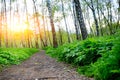 Walking path in forest at morning with beautiful sunbeams. Royalty Free Stock Photo