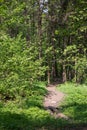 Walking path in forest a t morning with beautiful sunbeams. Royalty Free Stock Photo