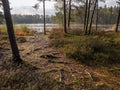 Walking path in a forest to a small lake, Morning fog over water surface, Cloudy sky, Latvia, Jurmala region Royalty Free Stock Photo