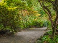 Walking Path in Garden Setting of Ferns and Rhododendrons Royalty Free Stock Photo