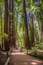 Walking path through giant redwood trees at the Muir Woods National Monument