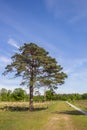 Walking path going through the heather fields of Drenthe Royalty Free Stock Photo