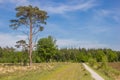 Walking path going through the heather fields of Drenthe Royalty Free Stock Photo