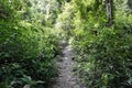 Walking path, jungle trek in the rain forest Royalty Free Stock Photo