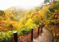 Walking path lead to the foot of the mountain in morning mist