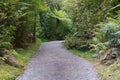 Walking path leading to rain forest tropical jungle Royalty Free Stock Photo