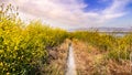 Walking path lined up with Black mustard Brassica nigra wildflowers, San Jose, San Francisco bay area, California