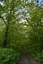 Walking path through lush green forest in overcast day Royalty Free Stock Photo