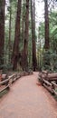 Walking path in Muir Woods forest Royalty Free Stock Photo