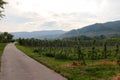 Walking path next to vineyard