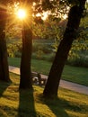 Walking Path and Park Bench Bathed in Gold Sunlight Royalty Free Stock Photo