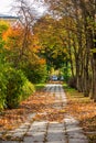 Walking path in the park covered with fallen leaves Royalty Free Stock Photo