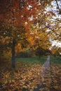 Walking path in the park in the rays of the sunset. The road is strewn with colorful maple leaves. Selective focus Autumn concept Royalty Free Stock Photo