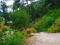 walking path in pine forest on the cliff by the sea in summer Royalty Free Stock Photo