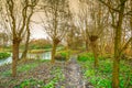 Walking path with pollard willows and wooden pedestrian bridge over ditch