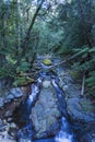 Walking path through rain forest Royalty Free Stock Photo