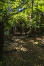 Walking path through rain forest Royalty Free Stock Photo